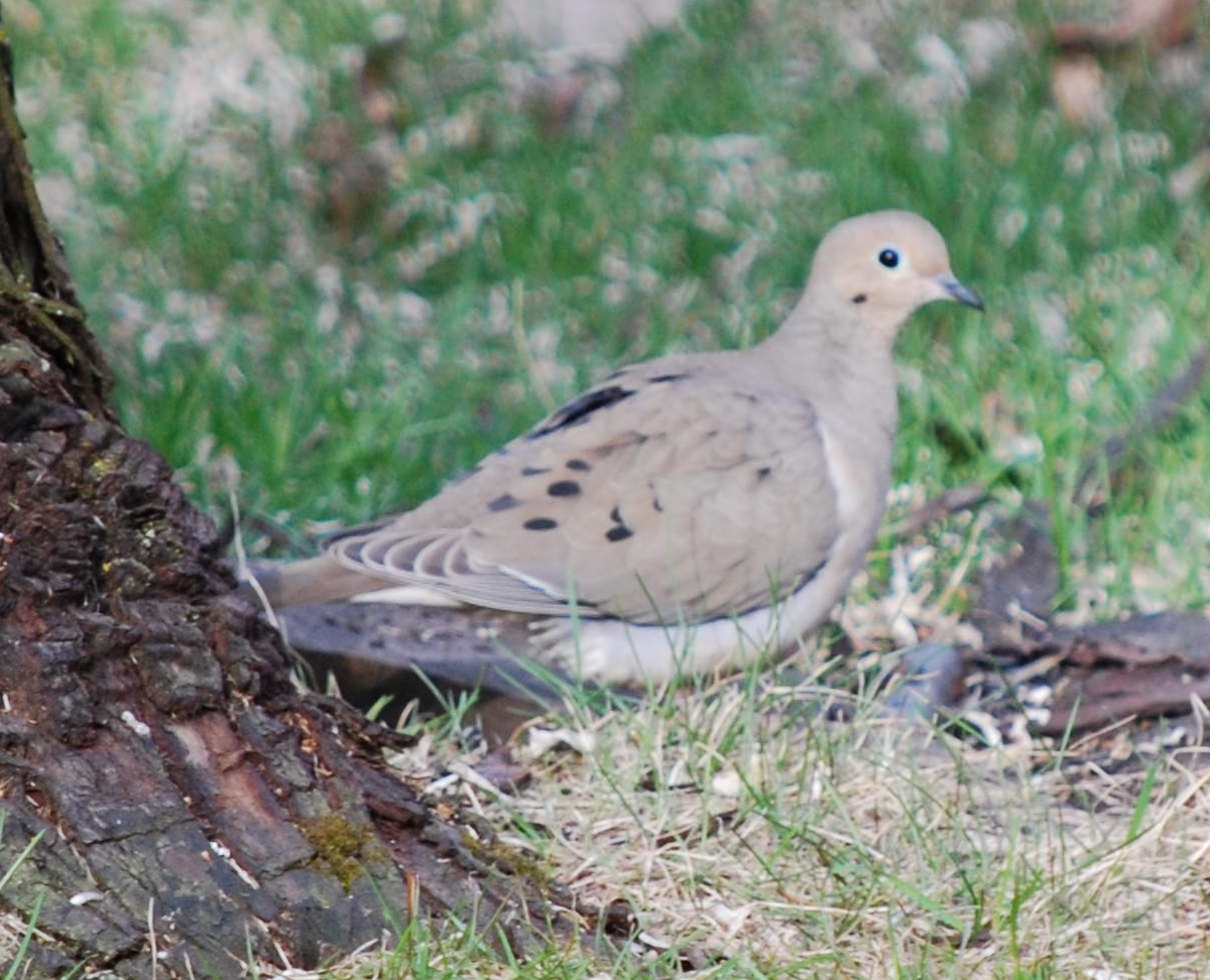 Mourning Dove - Richard Buist
