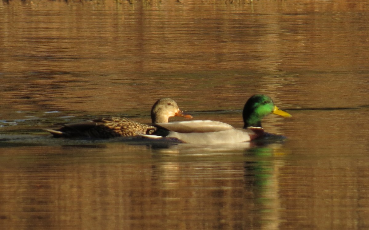 マガモ - ML611454048