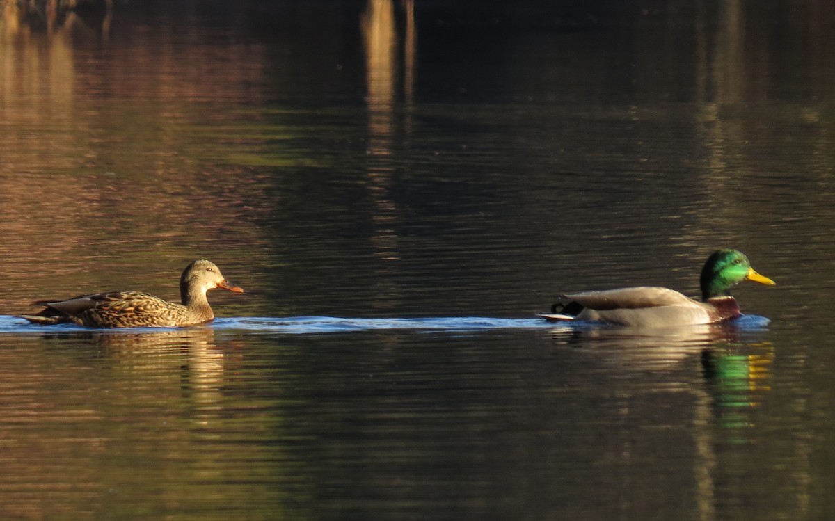 Mallard - Scott Schwenk