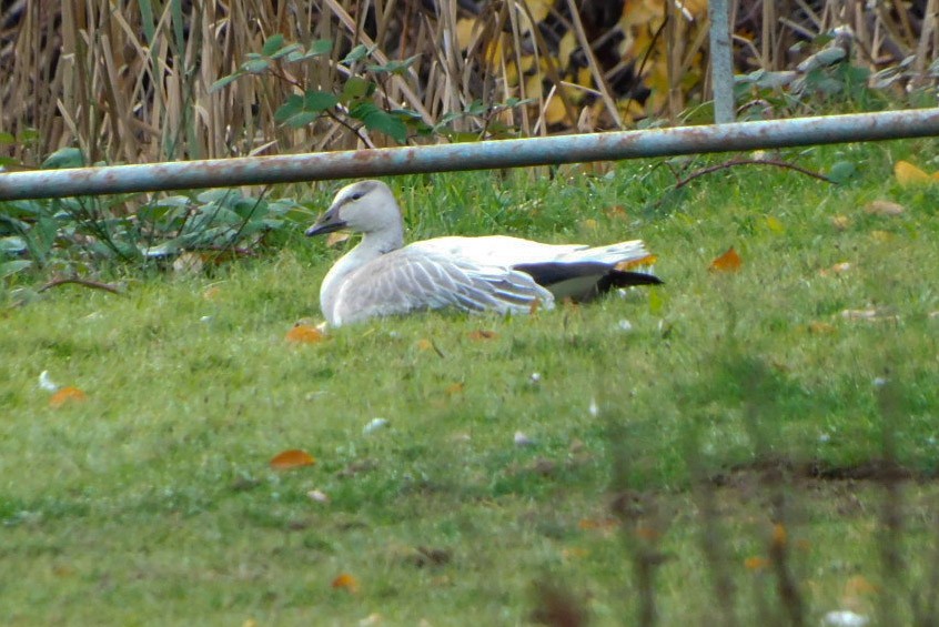 Oie des neiges - ML611454051