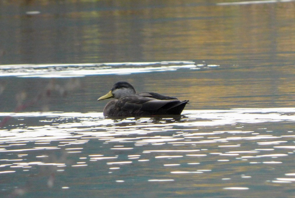 Canard noir - ML611454055