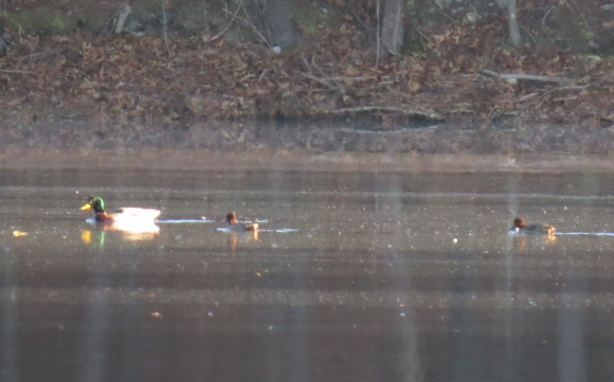 Green-winged Teal - ML611454057