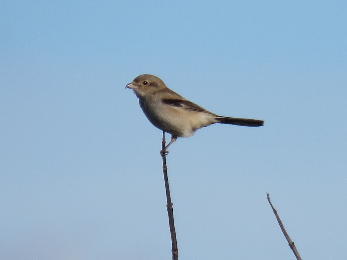 Northern Shrike - greg robertson
