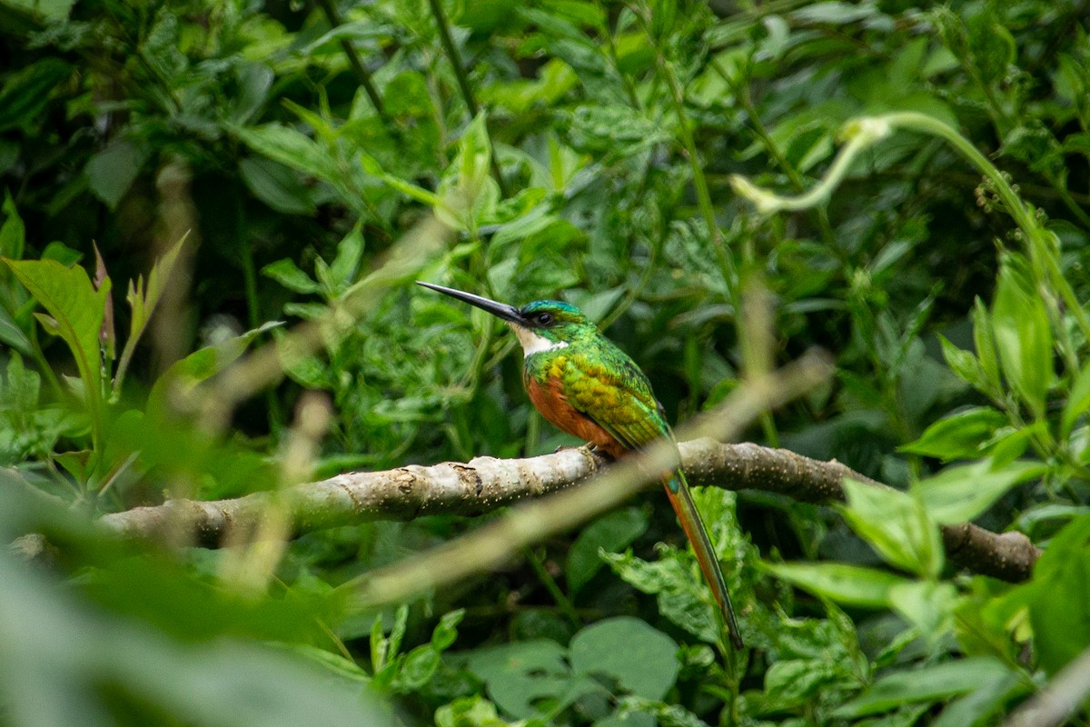 Jacamar à queue rousse - ML611454267