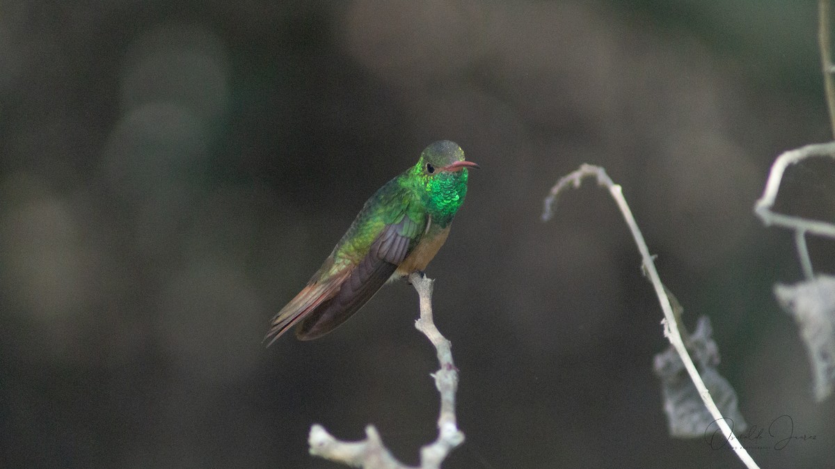 Buff-bellied Hummingbird - ML611454279