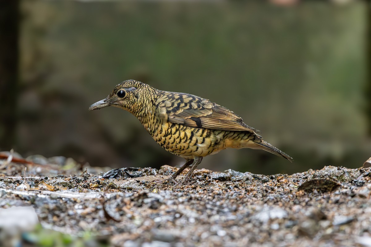 Sri Lanka Thrush - Otto Samwald