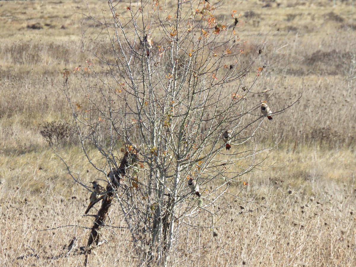 Northern Flicker - greg robertson