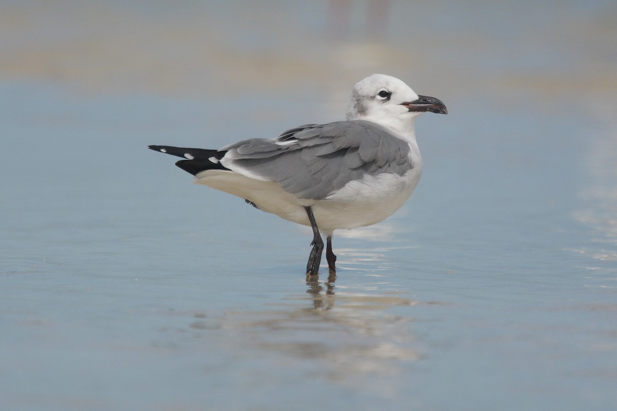 Gaviota Guanaguanare - ML611454466
