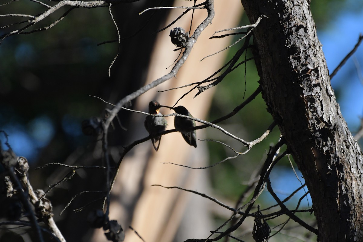 Anna's Hummingbird - ML611454497