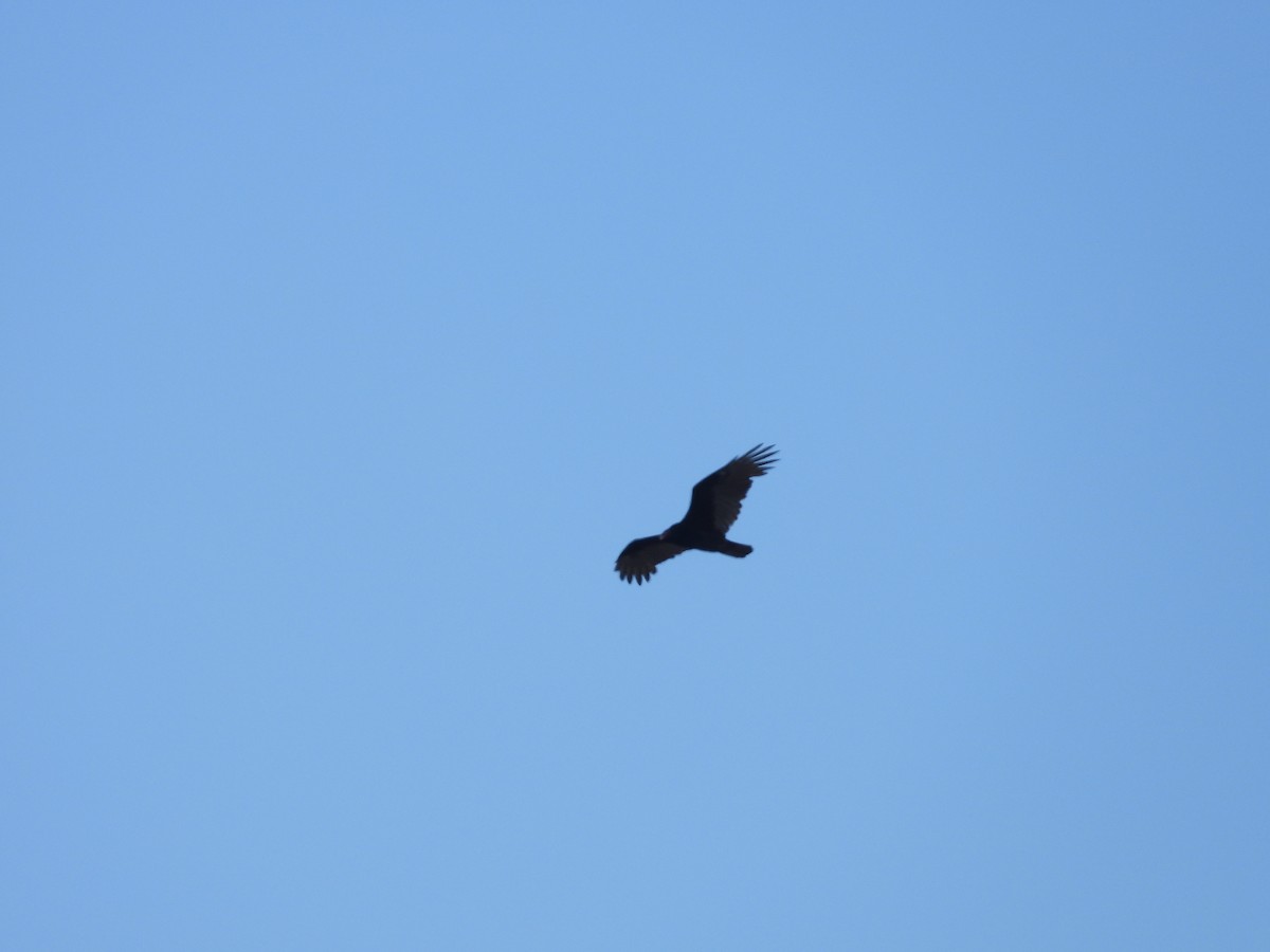 Turkey Vulture - Pedro Dávila