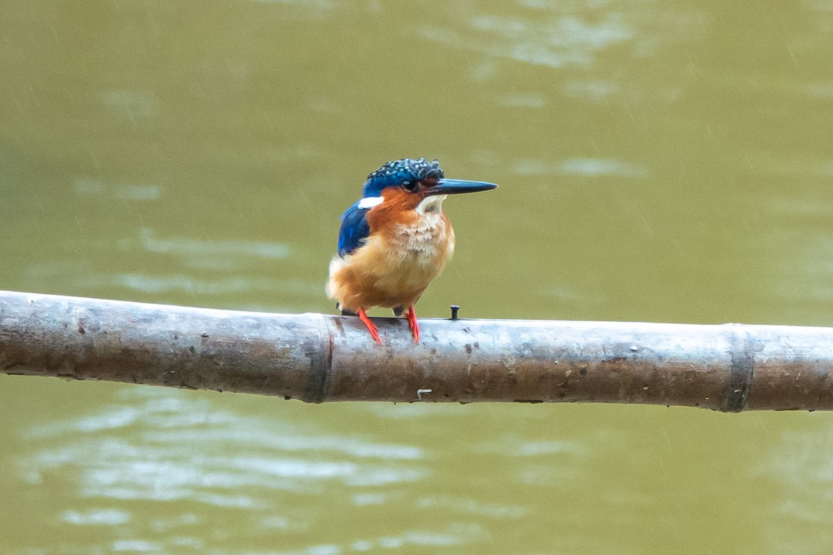 Malagasy Kingfisher - ML611454530