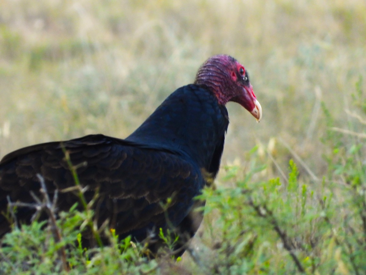 Turkey Vulture - ML611454578