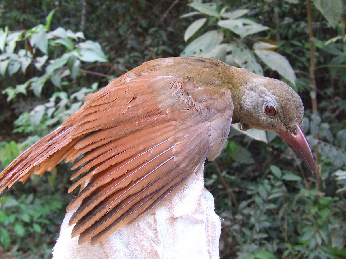 Uniform Woodcreeper - Maria Ogrzewalska