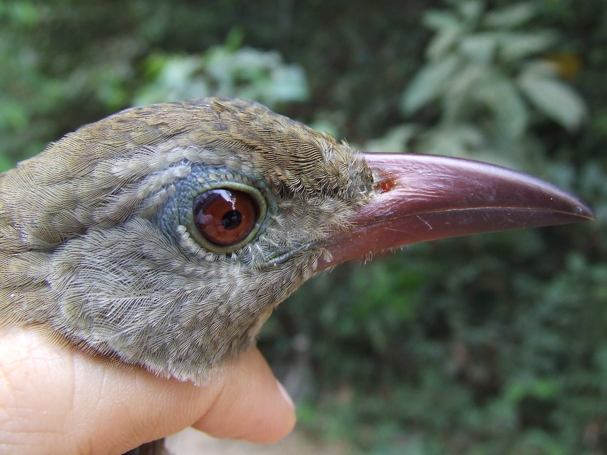 Uniform Woodcreeper - Maria Ogrzewalska