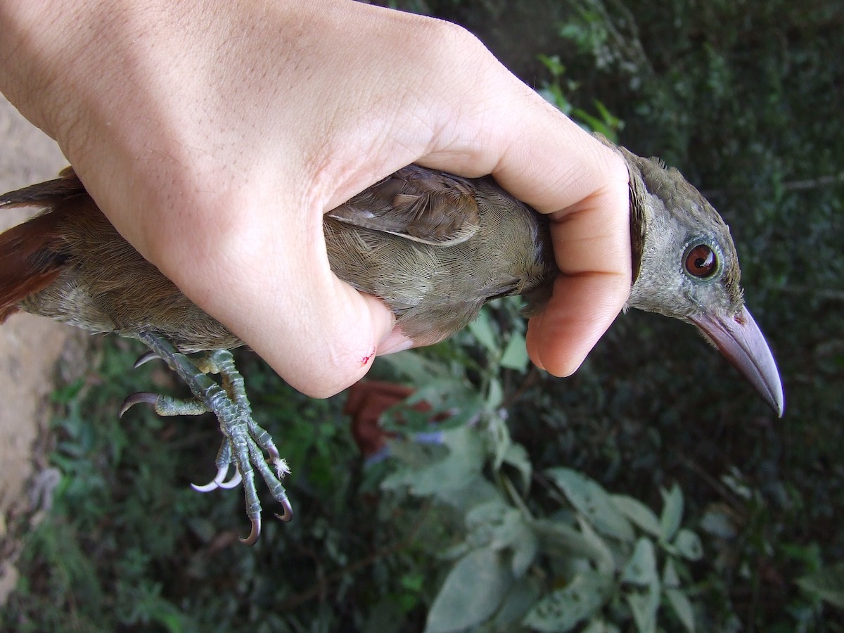 Uniform Woodcreeper - Maria Ogrzewalska