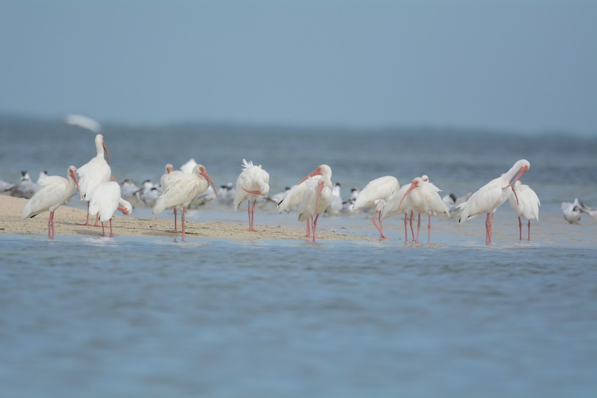Ibis Blanco - ML611454628