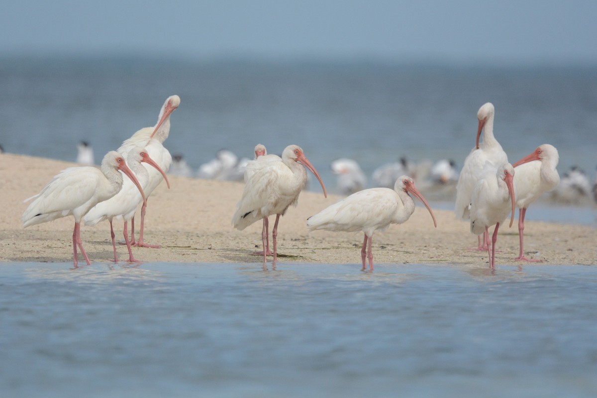 Ibis Blanco - ML611454629