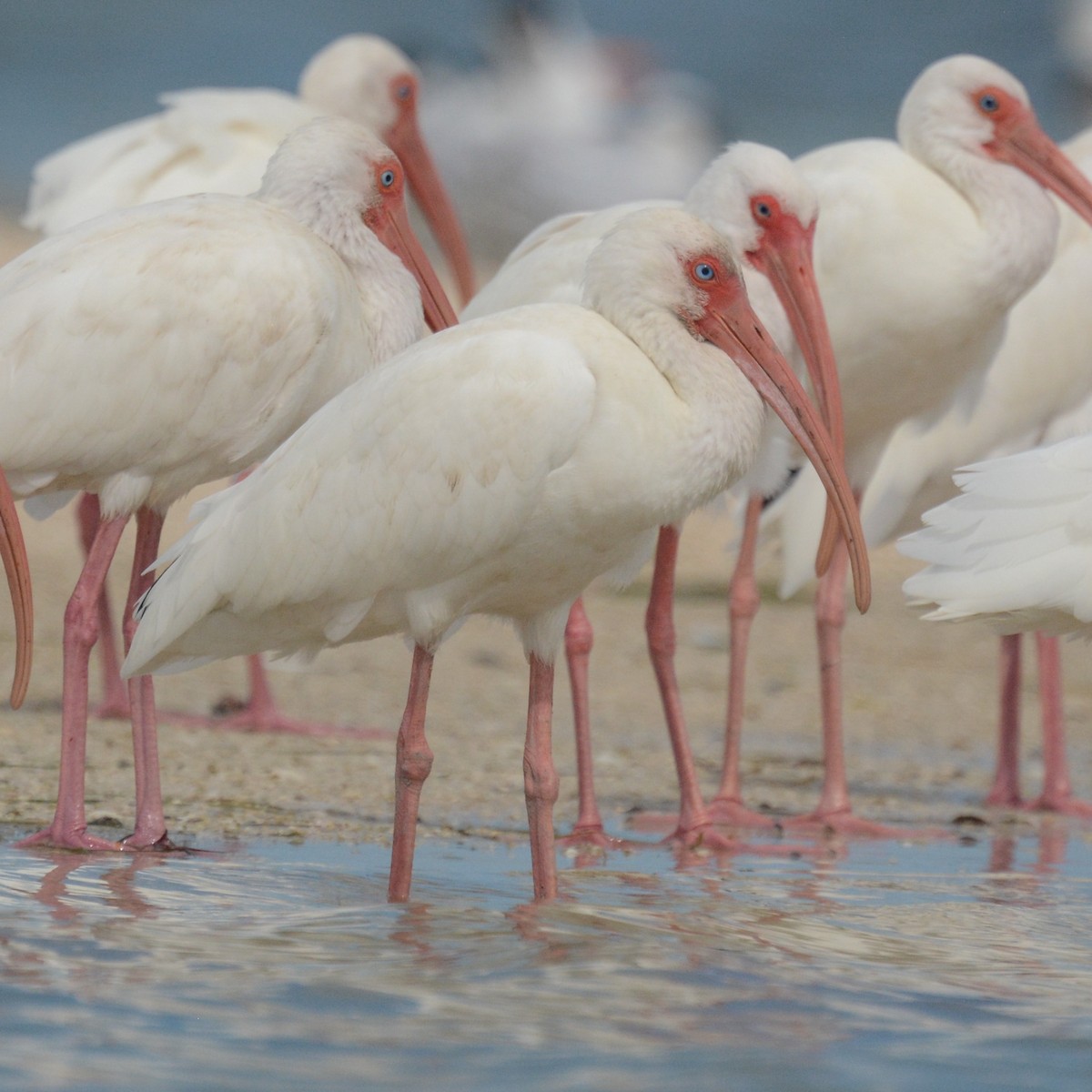 Ibis Blanco - ML611454630