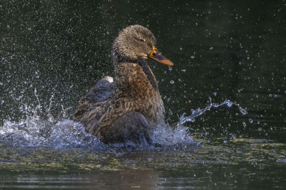 Mallard - Amarilys Lebron