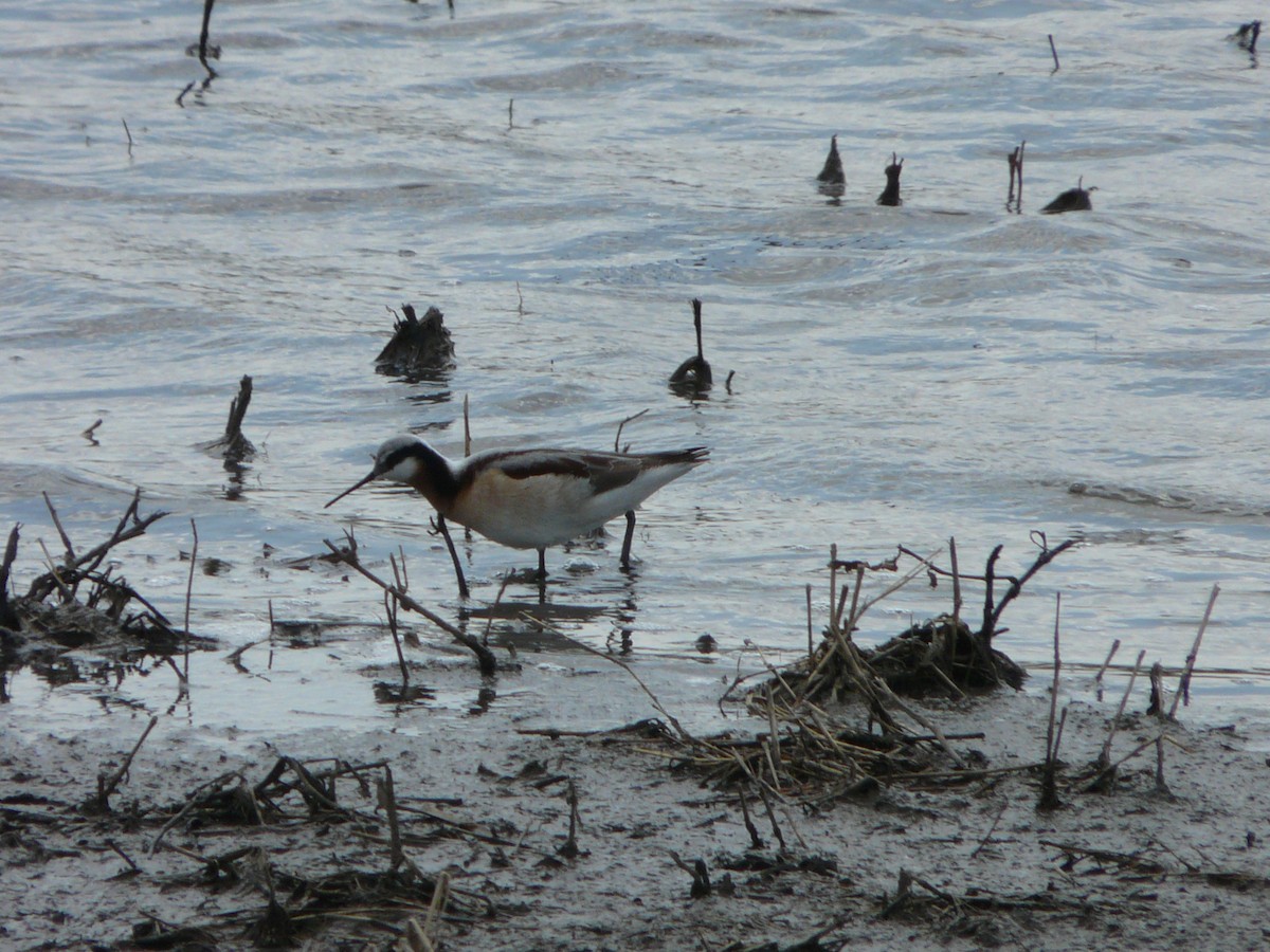 Wilson's Phalarope - ML611454717