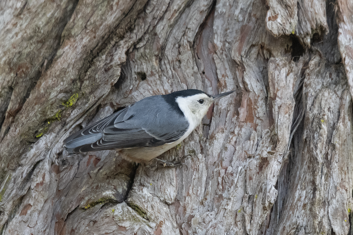 White-breasted Nuthatch - ML611454742