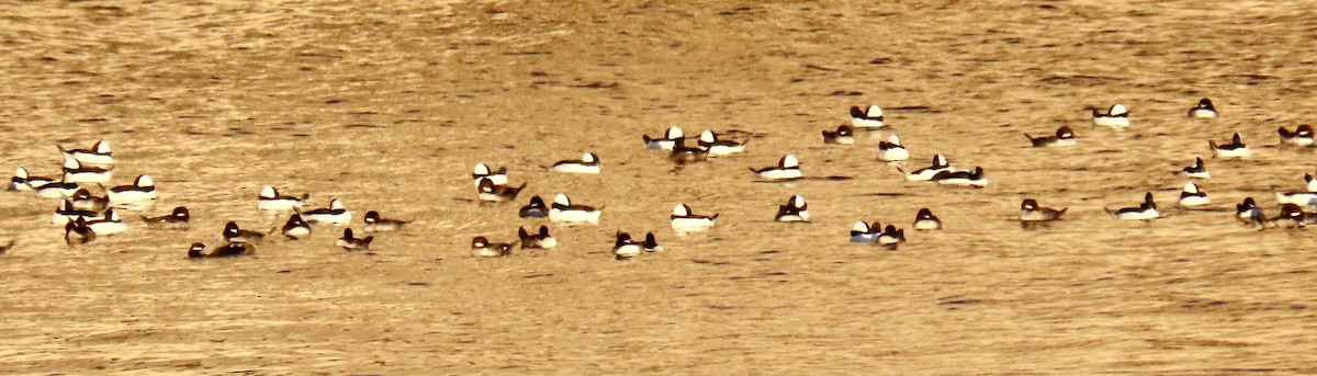 Bufflehead - ML611454748