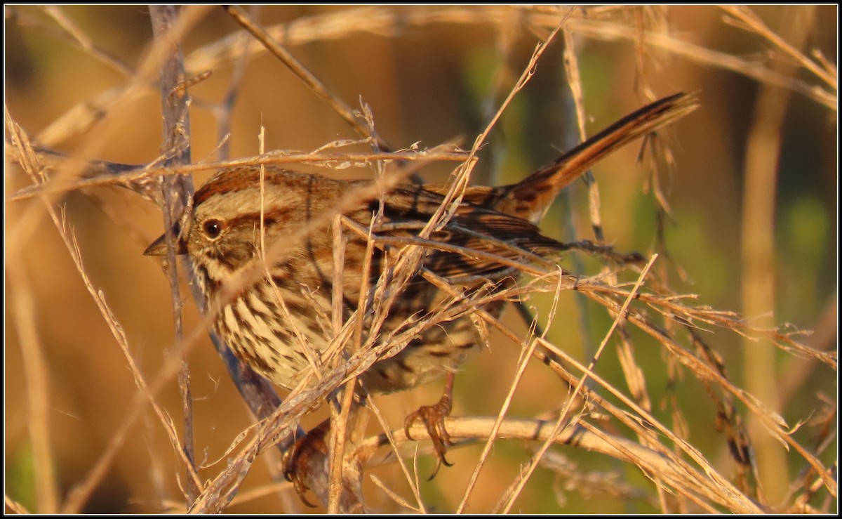 Song Sparrow - Peter Gordon