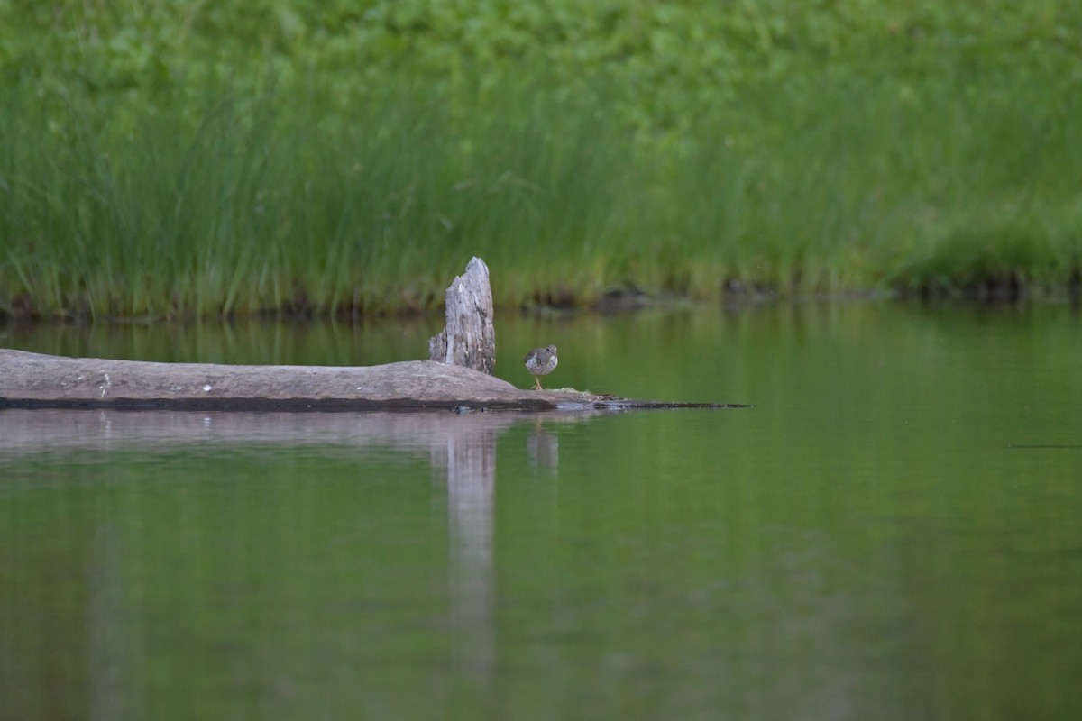 Spotted Sandpiper - ML611454824