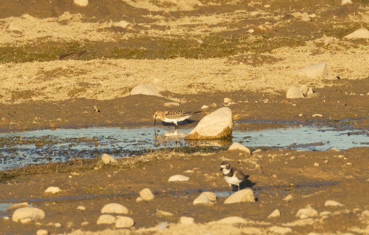 Baird's Sandpiper - ML611454853