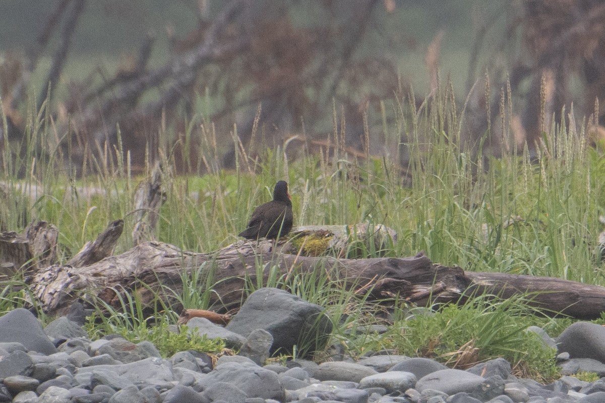 Black Oystercatcher - ML611454937