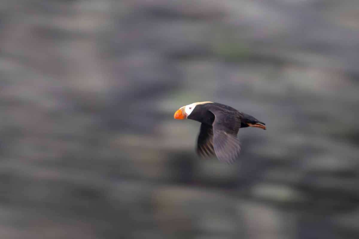 Tufted Puffin - ML611454971