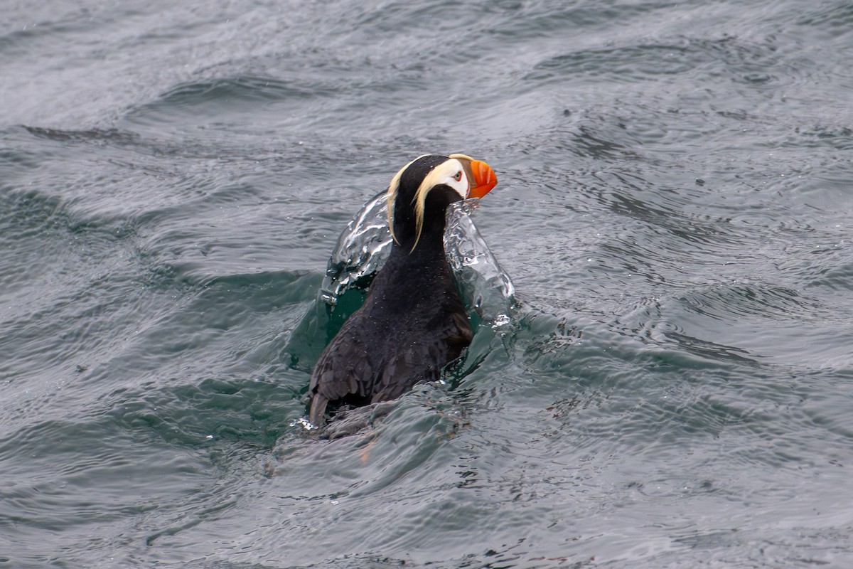 Tufted Puffin - ML611454972