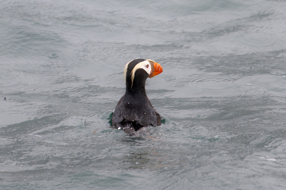 Tufted Puffin - ML611454974