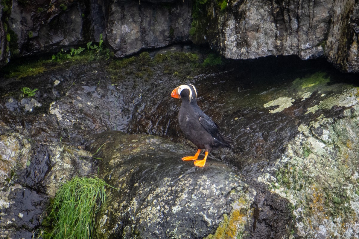 Tufted Puffin - ML611454975