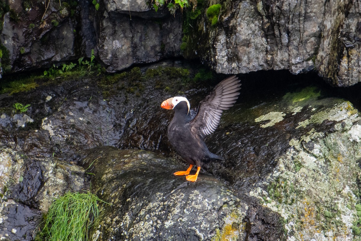 Tufted Puffin - ML611454976