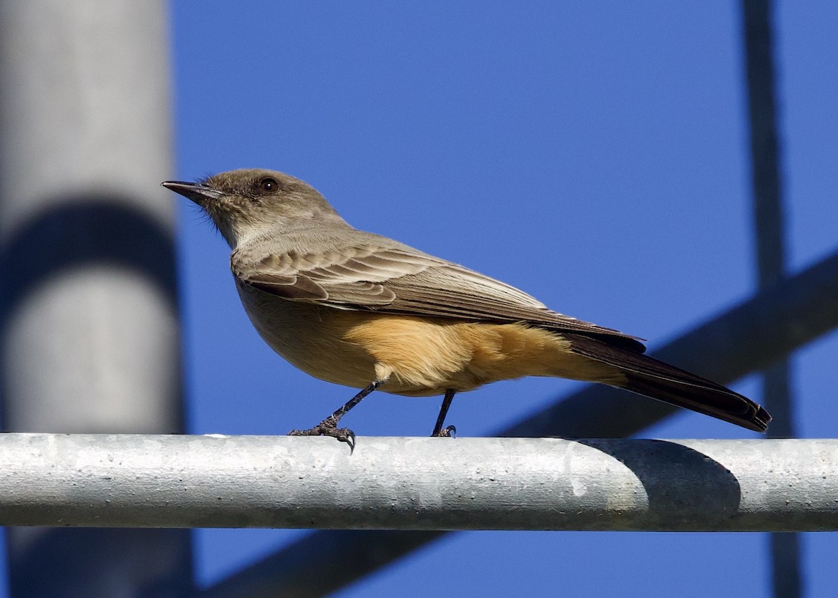 Say's Phoebe - Dave Bengston