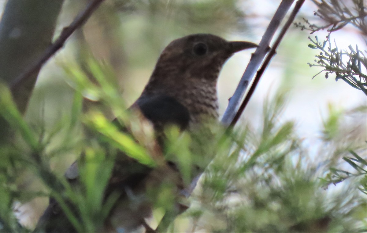 Brush Cuckoo - ML611455040