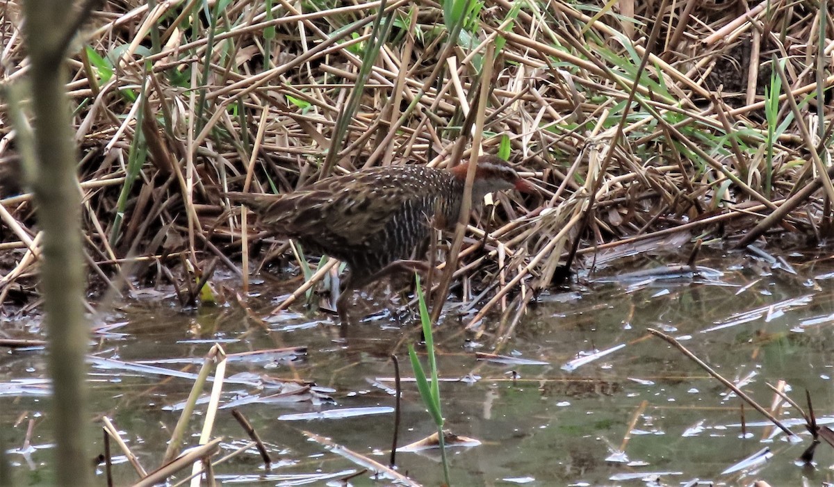 Buff-banded Rail - ML611455045