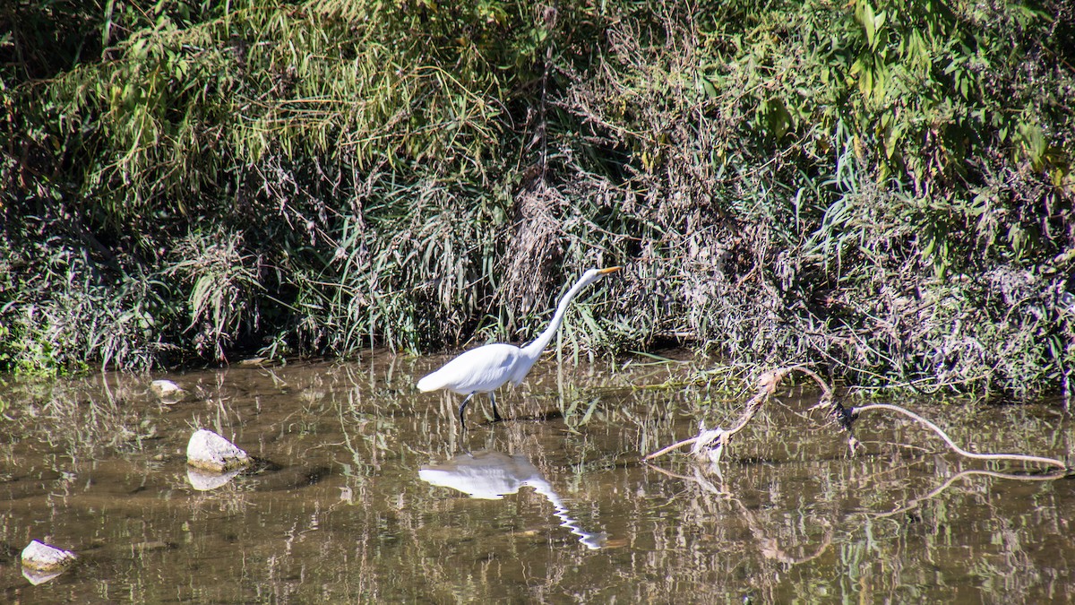Great Egret - ML611455068