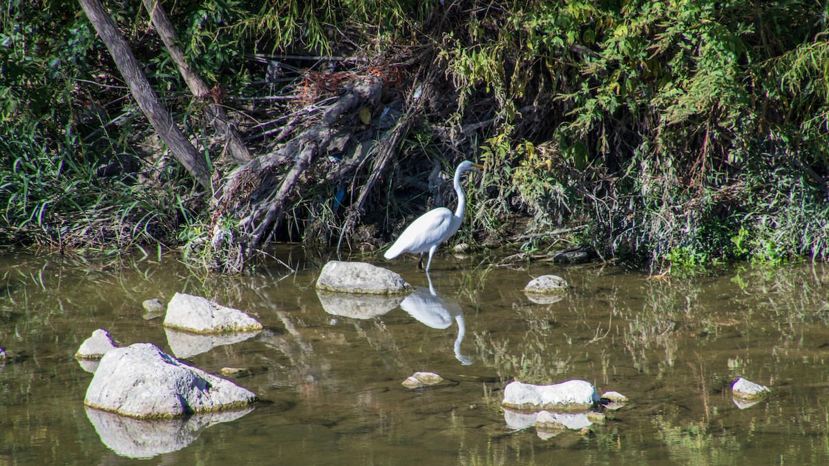 Great Egret - ML611455100