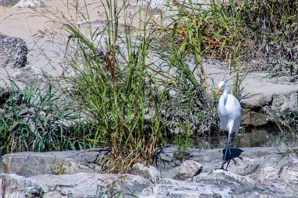 Great Egret - ML611455101