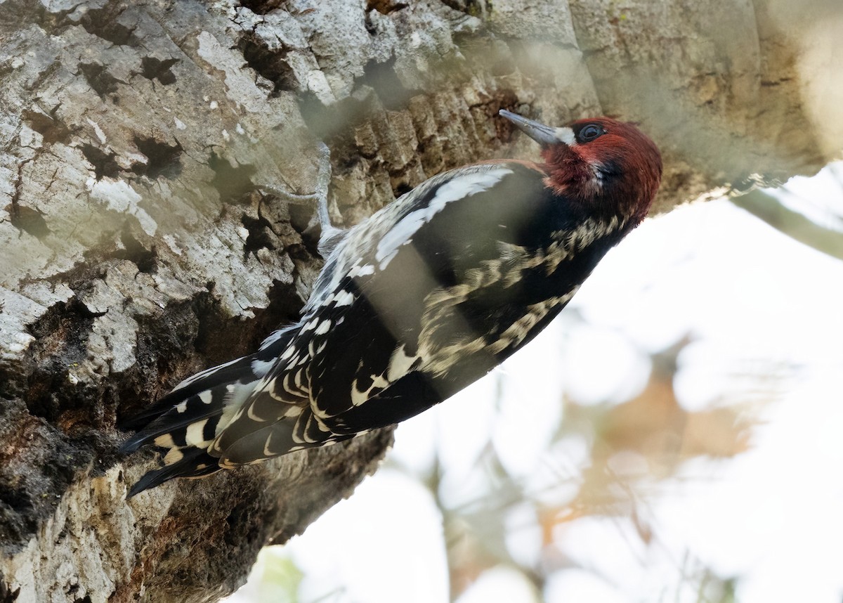 Red-breasted Sapsucker - ML611455109