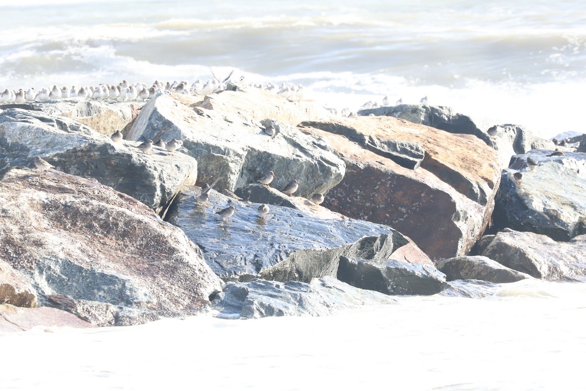 Dunlin - ML611455110