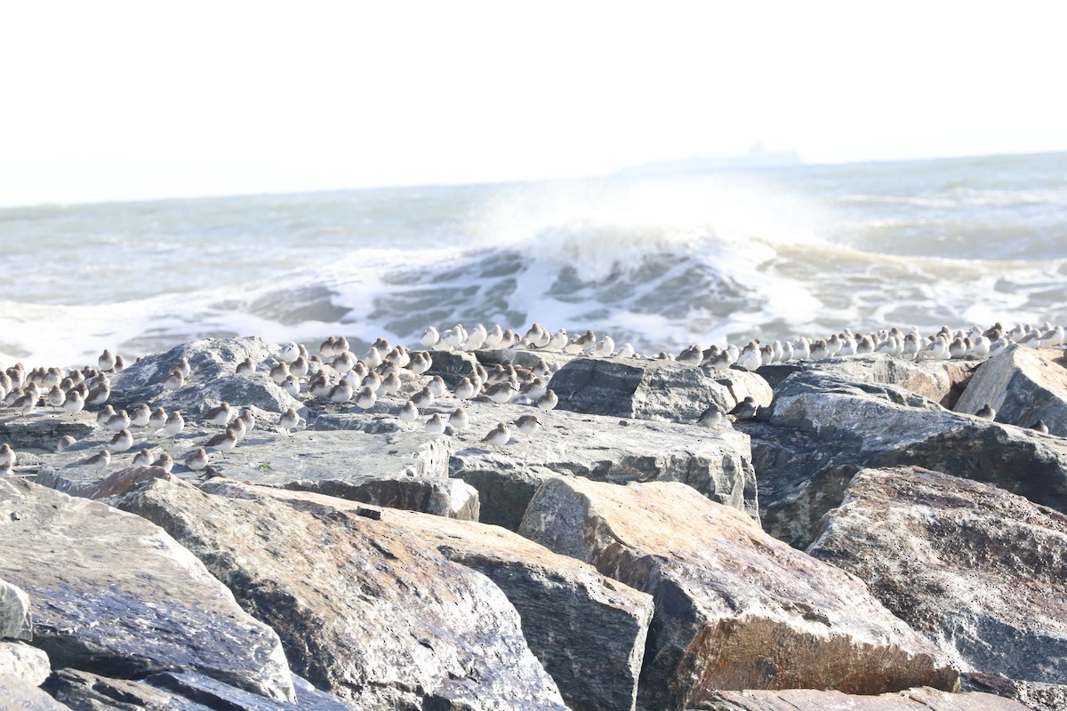 Dunlin - ML611455111