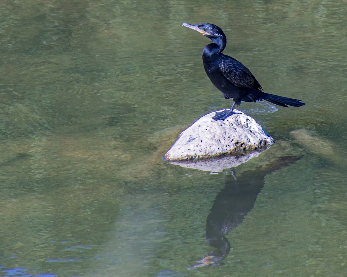 Neotropic Cormorant - ML611455112