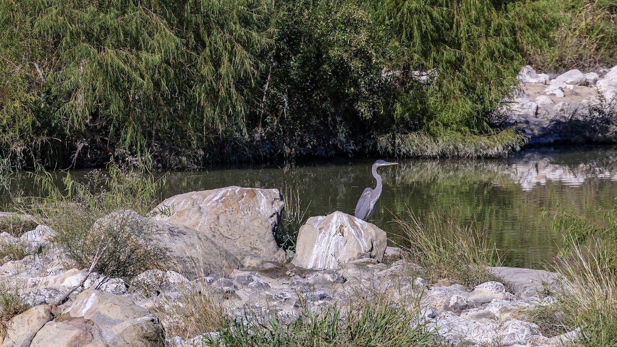Great Blue Heron - ML611455128