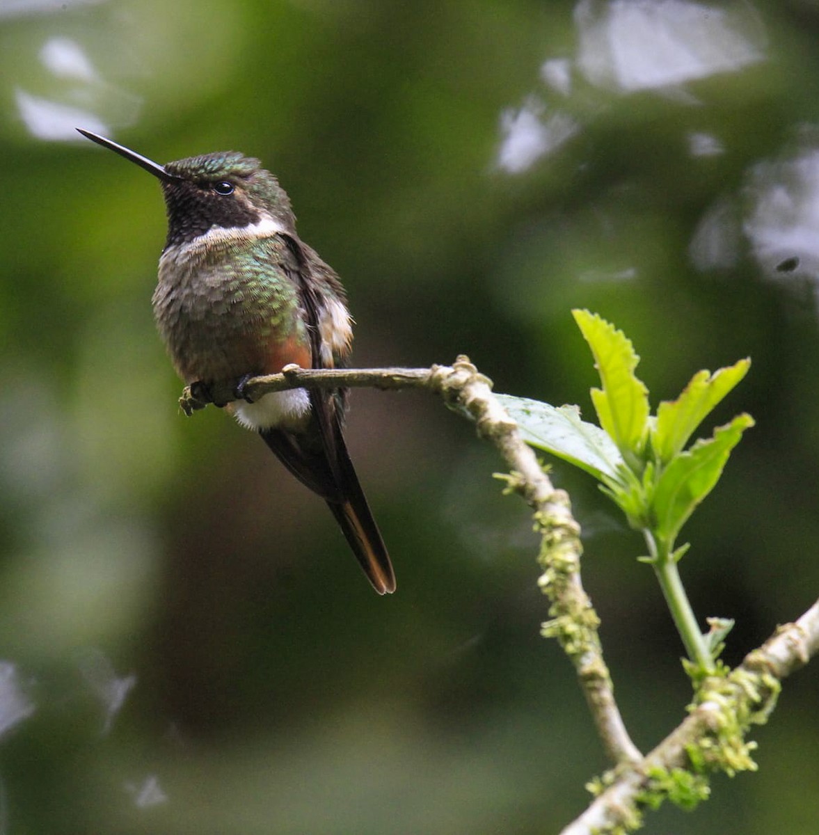 Magenta-throated Woodstar - ML611455297