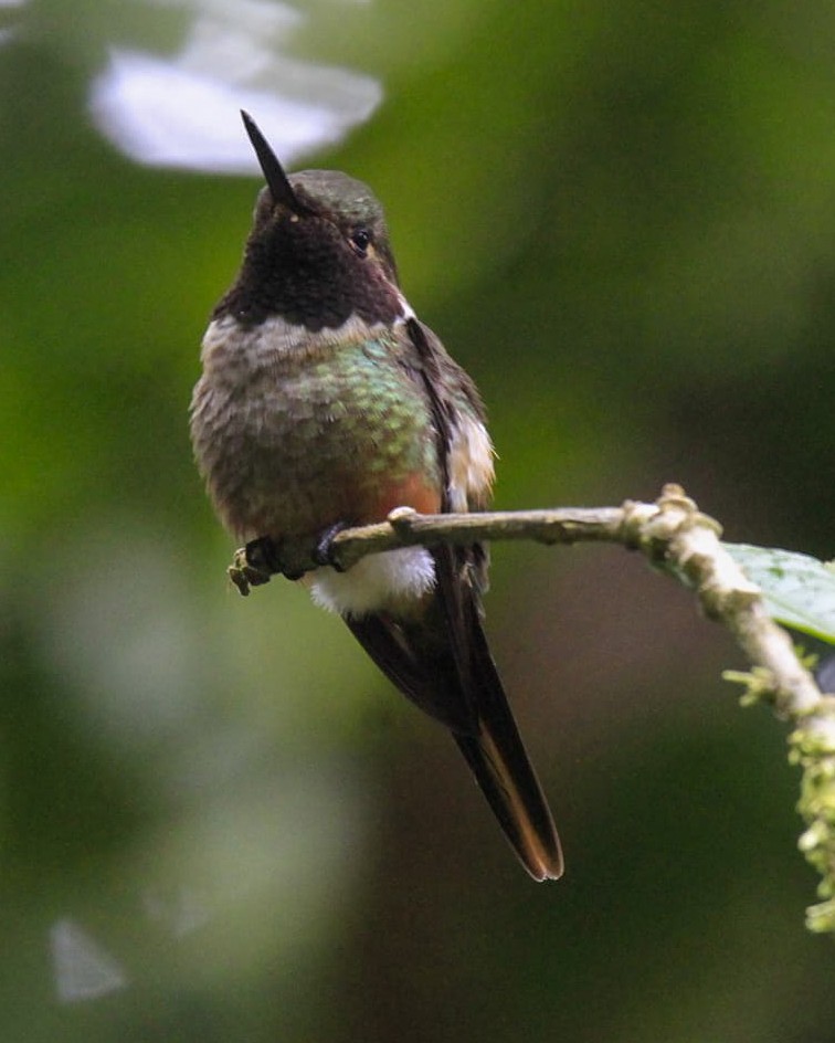 Magenta-throated Woodstar - Danny J Alvarado S