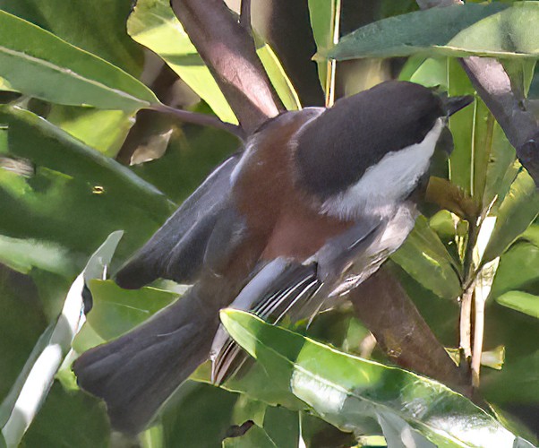 Chestnut-backed Chickadee - George Nothhelfer