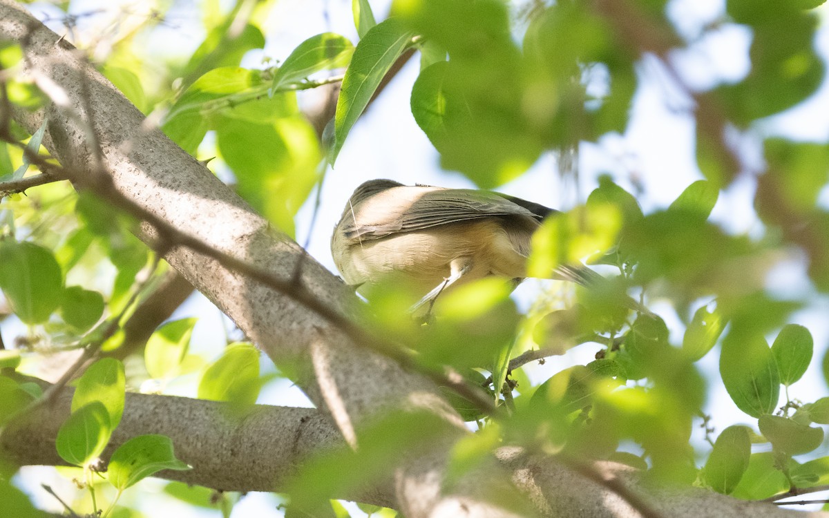 Clamorous Reed Warbler (Brown) - ML611455469